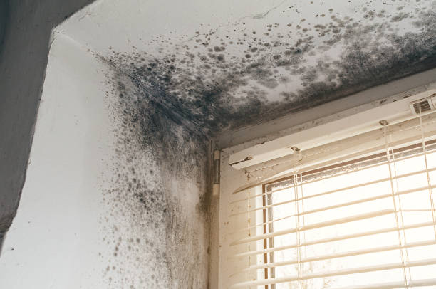 Affordable Mold Inspection And Testing solutions in Broadway, NC